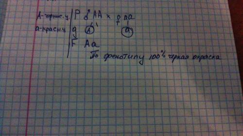 Укрупного рогатого скота ген,обуславливающий черную окраску шерсти. доминирует над геном определяющи