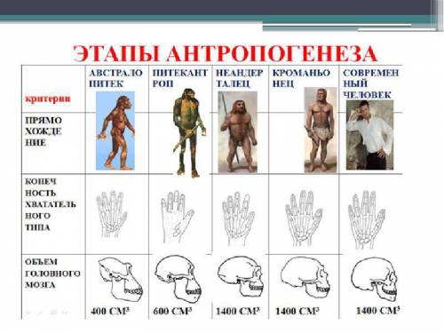 1. какие изменения возникли в скелете человека в процессе антропогенеза и почему? 2. почему регуляци