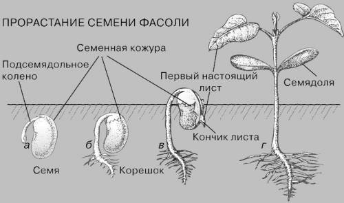 Можете мне фото прислать как фасоль растёт 1 как вылазиет 2 как листочки появляются 3 как корни в тр