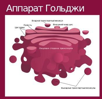 Какое научное открытие сделал итальянский ученый гольджи