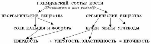 Какие вещества обеспечивают твёрдость кости?