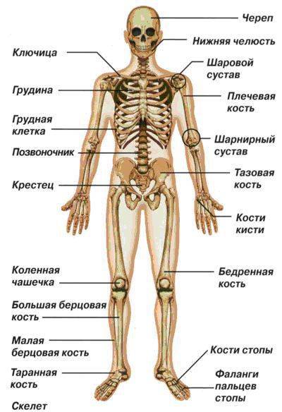 Рассмотрите скелет человека определить и назвать основные кости. 8 класс