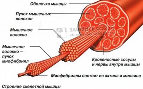 Какие структуры характерны для мышечных клеток? а) ворсинки; б) рестнички; в) миофибриллы; г) жгутик