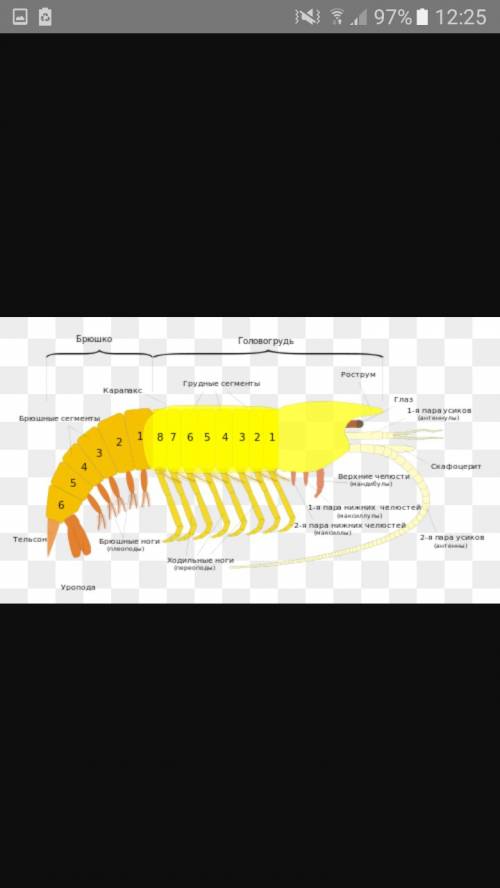 Напишите конспект по теме: класс ракообразные надо по биологи 7касс н.и.сонин
