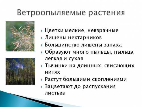 Растения с ветроопылением (примеры)