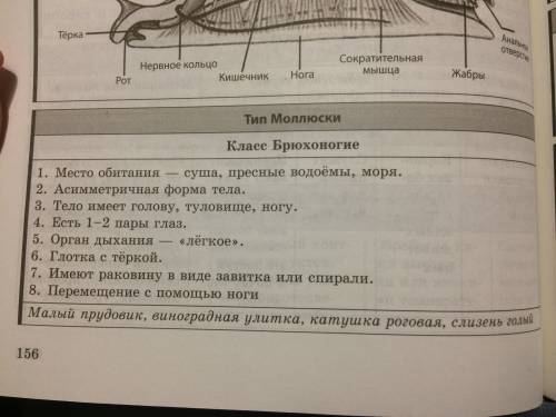 Сравнительная характеристика класса моллюсков; класс брюхоногие,класс двусторчатые,класс головоногие