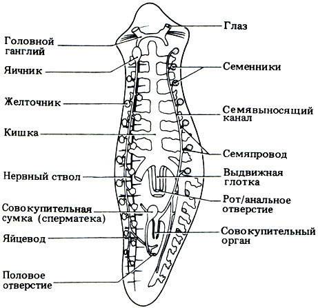 Рисунок белой планарии. (внешнее) и надписи над каждой частью.