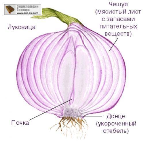 Зарисуйте и подпишите части подземных побегов))