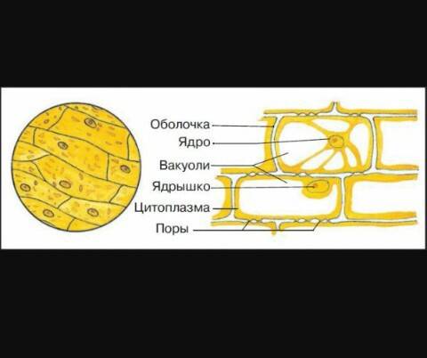 Рассмотри строение луковицы.выясни какое строение имеют наружные чещуи - их значение -