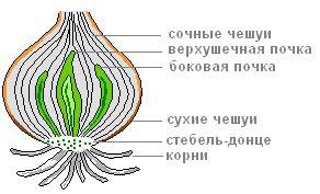 На листе a4 нарисуйте или сделаете аппликацию расположить по кругу: побег с листьями (в продольном р