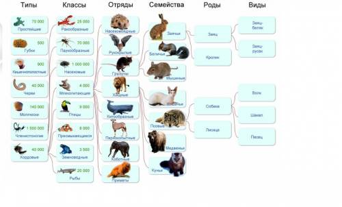 Сделайте классификацию любого животного биология 5 класс