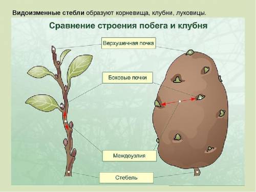 4.разрежьте луковицу вдоль и рассмотрите её. найдите у неё стебель и листья.определите, чем отличает