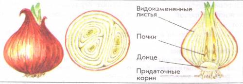 4.разрежьте луковицу вдоль и рассмотрите её. найдите у неё стебель и листья.определите, чем отличает