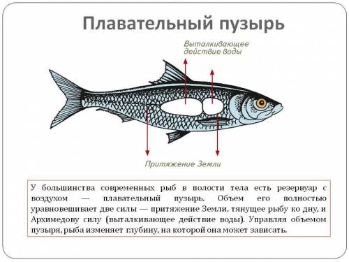 Гідростатичний апарат кісткових риб