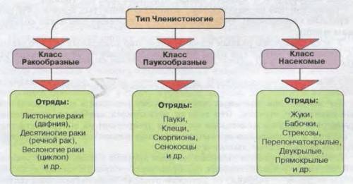 Заполните таблицу тип членистоногие представители класса признаки класса