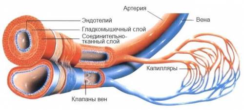 Ачем сходство и различие в строении кровеносных сосудов?