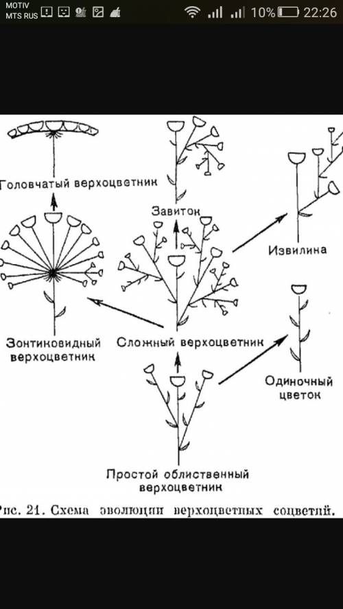 Зарисуйте схемы рассмотренных соцветий,запишите их названия укажите названия растений с такими соцве