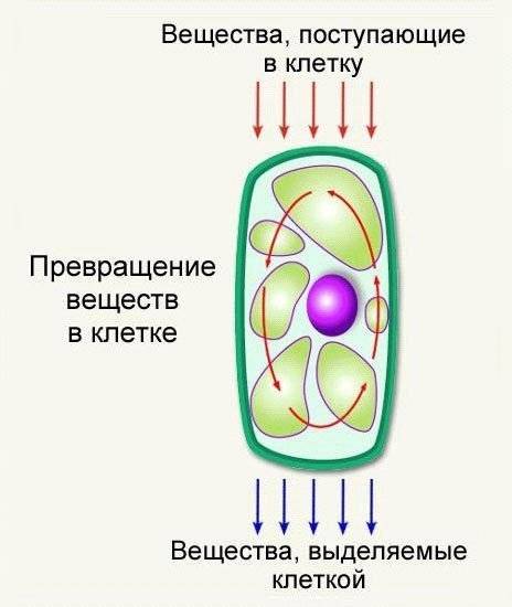 Выполните схему «обмен веществ в клетке». стрелочками укажите, какие вещества (названия) поступают в