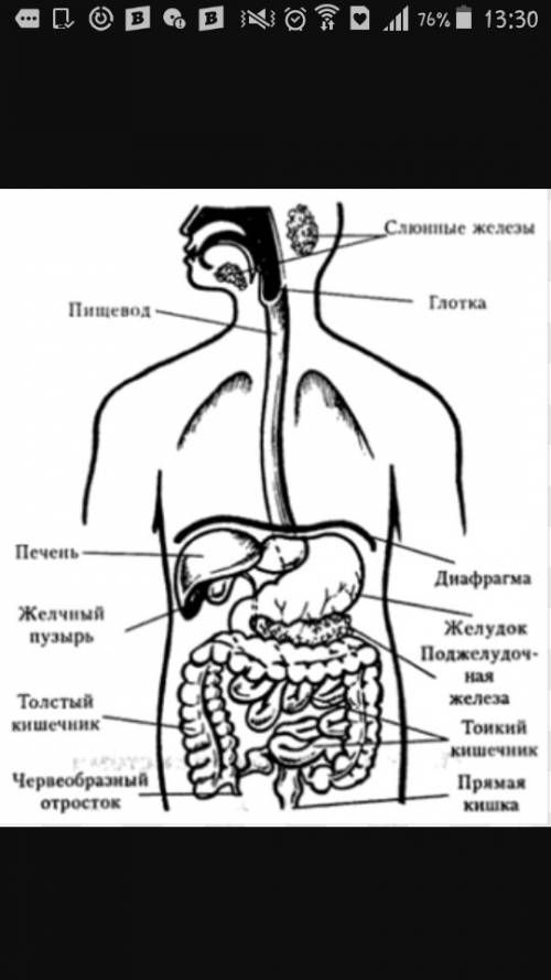 Пищиворительный канал последовательно