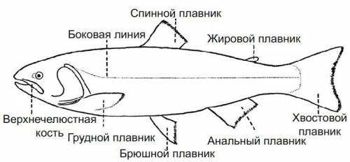 Найдите непарные-спинной хвостовой и похвостовой-и парные-грудные и брюшные-плавники