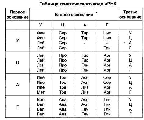 Всинтезе белка последовательно приняли участие молекулы трнк с антикодонами: ууг, гуц, цгу, ууц, гау