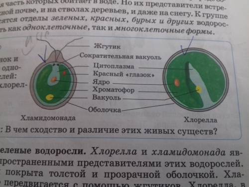 Рассмотреть под микроскопом микропрепарат одноклеточных водорослей найди в клетки оболочка цитоплазм