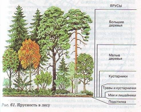 Ярусы леса инемног и растений каторые в нём обитают