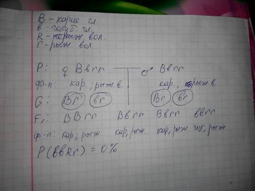 Известно, что ген карих глаз (в) доминирует над геном голубых глаз (b). рыжий цвет волос (r) рецесси