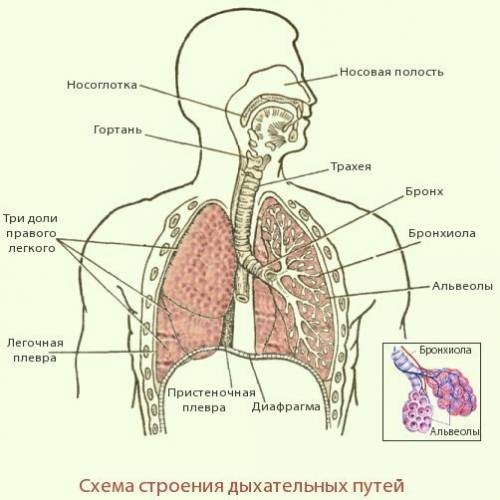 Движение воздуха по дыхательной системе схема