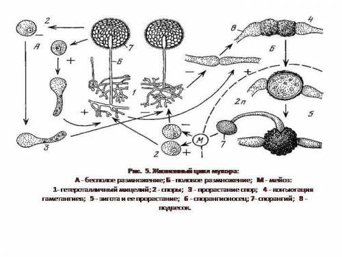 Какое строение имеет мукор? как он размножается? из чего получают лекарство?