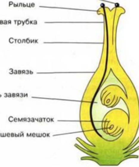 Побег, плод, семя или цветок что не выполняет функцию полового размножения? почему?