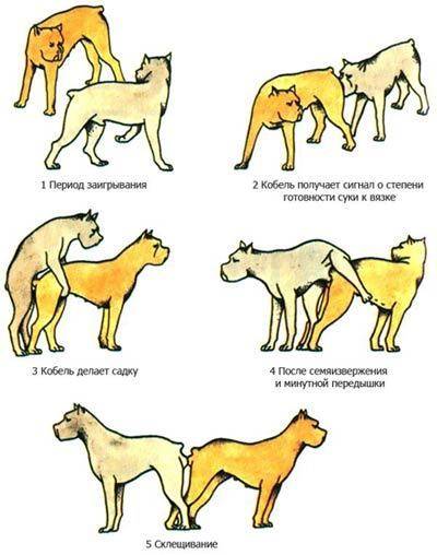 Как происходит половое размножение собак с фотками