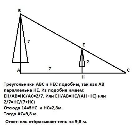 Дерево высотой 7 м отбрасывает тень. оно полностью заслоняет от солнца ель высотой 2м, находящуюся н