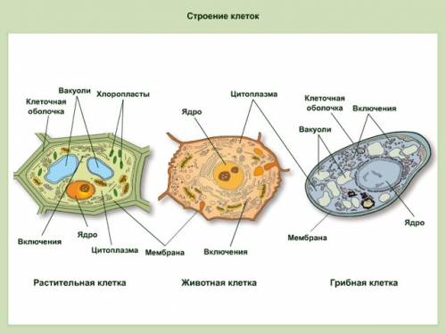 Зарисовать клетки растений, животных, грибов, подписать их части.