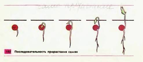 Сдать рисунок схему проростания семени