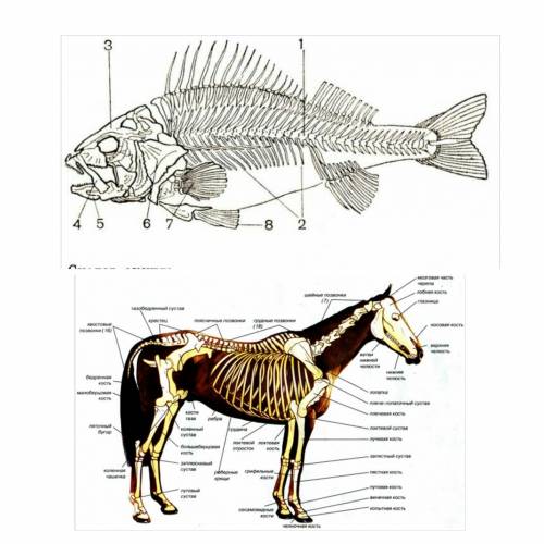 Сравните скелет рыбы и лошади. чем они отличаются?