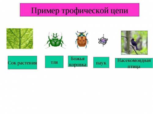 На каком трофическом уровне находится божья коровка? на первом. на втором. на третьем. на четвёртом.