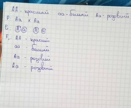 Для растений львиного зева характерно неполное доминирование.определите и запишите генотипы гомозиго