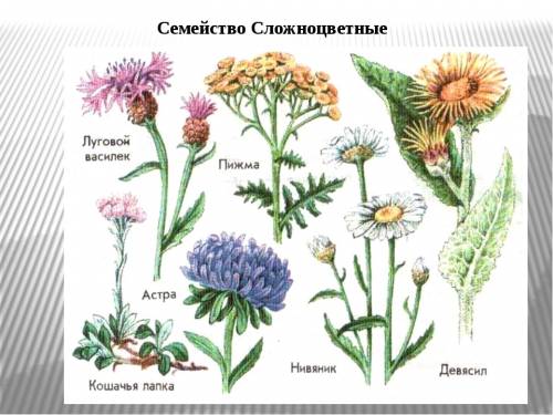 Какие бывают растения семейства сложноцветных