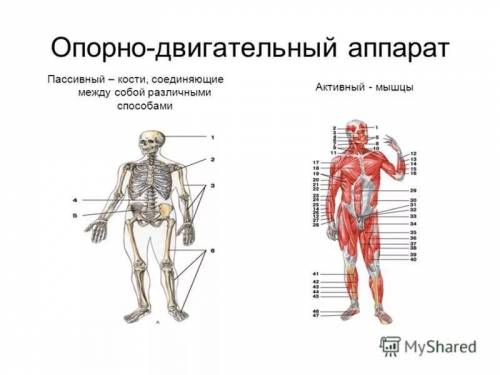 Схема по опорно-двигательному аппарату