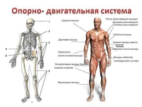 Схема по опорно-двигательному аппарату