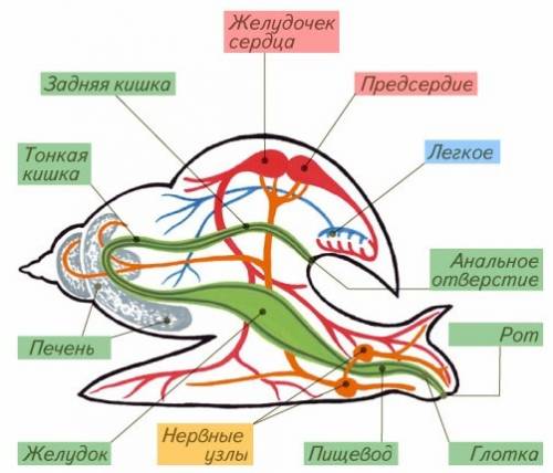 Опишите все системы внутренних органов моллюсков.