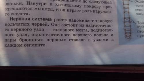 Нервная система у ракообразных: 1-отсутствует 2-диффузного типа 3-узлового типа 4-образует нервный с