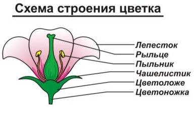 Нарисуйте схему любого покрытосемянного растения указав на ней его органы