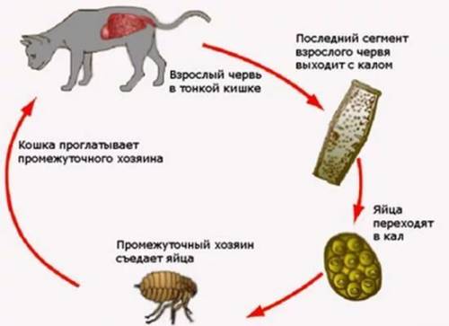 Каким признакам выживают паразиты и сорняки?