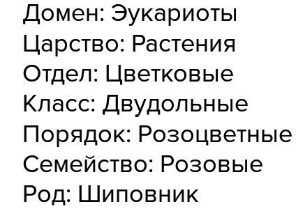 Скажите к какой группе относится роза по такой форме! какое царство- какой вид, род, семейство, клас