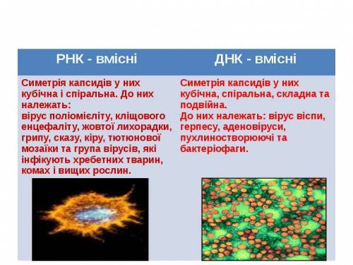 Наведіть приклади днк-вмісних та рнк-вмісних вірусів