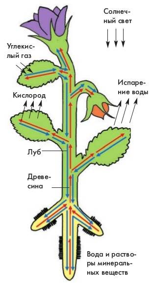 Биология 6 класс лабораторная работа передвижение воды и минеральных веществ по стеблю нужно зарисов