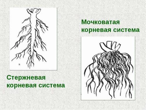 Назовите типы корневых систем и виды корней их образующие