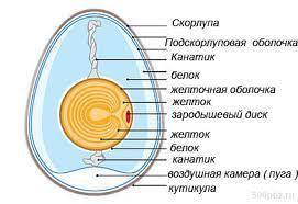 Особенности строения яйца птицы. и не надо брать из других таких же вопрос так как мне это не